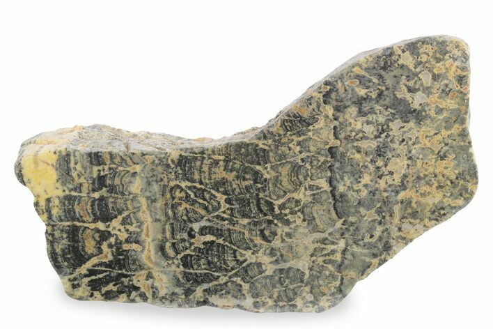 Proterozoic Columnar Stromatolite (Asperia) Section - Australia #239972